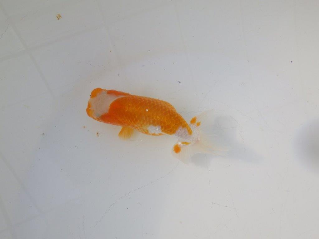 【 岡山村上暢彦氏 系統魚】フンタンの発育が良い当歳らんちゅう 約12㎝ 四ッ尾 二本舵 メス?