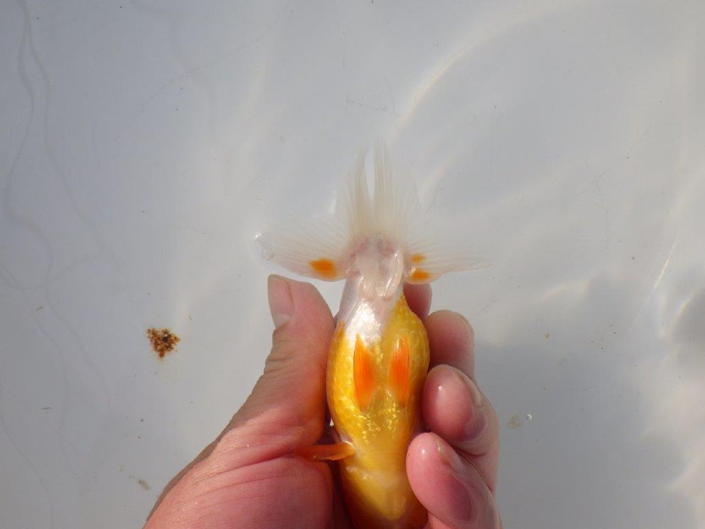 【 岡山村上暢彦氏 系統魚】フンタンの発育が良い当歳らんちゅう 約12㎝ 四ッ尾 二本舵 メス?