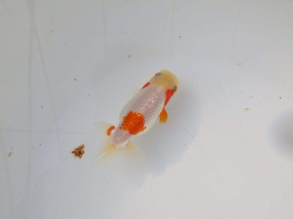 【 岡山村上暢彦氏　系統魚】尾構え最高！上見が映える当歳らんちゅう　約10,5㎝  四ッ尾　二本舵　メス？