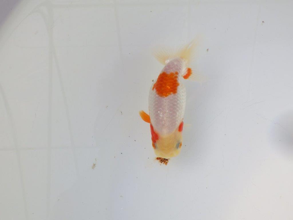 【 岡山村上暢彦氏　系統魚】尾構え最高！上見が映える当歳らんちゅう　約10,5㎝  四ッ尾　二本舵　メス？