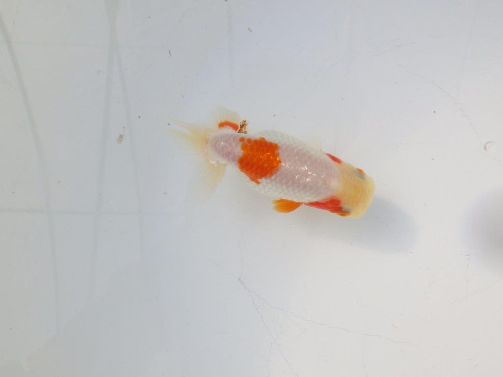 【 岡山村上暢彦氏　系統魚】尾構え最高！上見が映える当歳らんちゅう　約10,5㎝  四ッ尾　二本舵　メス？