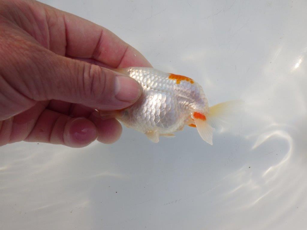 【 岡山村上暢彦氏　系統魚】尾構え最高！上見が映える当歳らんちゅう　約10,5㎝  四ッ尾　二本舵　メス？