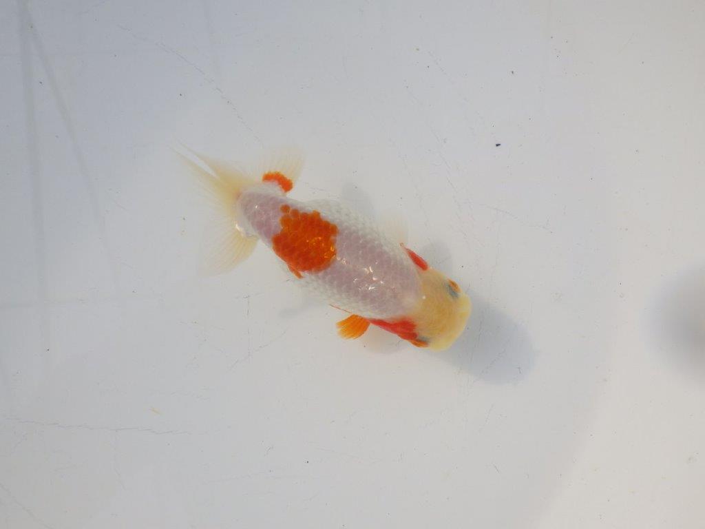 【 岡山村上暢彦氏　系統魚】尾構え最高！上見が映える当歳らんちゅう　約10,5㎝  四ッ尾　二本舵　メス？