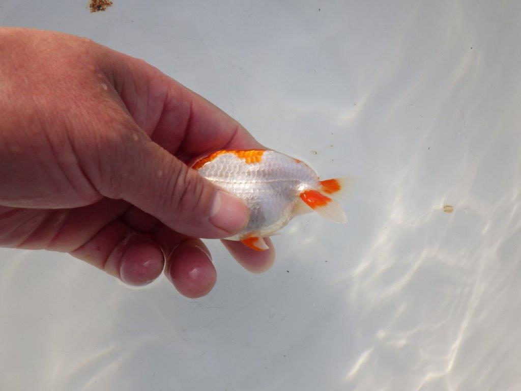 【 岡山村上暢彦氏 系統魚】色艶が良く水槽映え当歳らんちゅう 約10,5㎝ 四ッ尾 一本舵 オス?