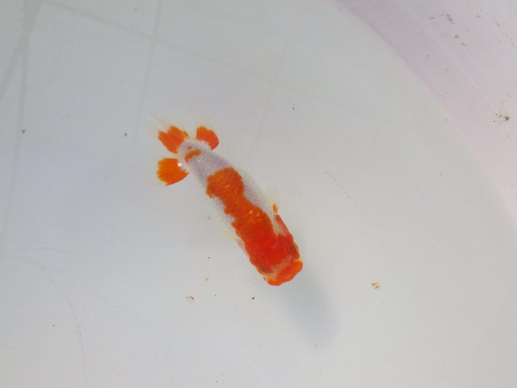 【 岡山村上暢彦氏 系統魚】色艶が良く水槽映え当歳らんちゅう 約10,5㎝ 四ッ尾 一本舵 オス?