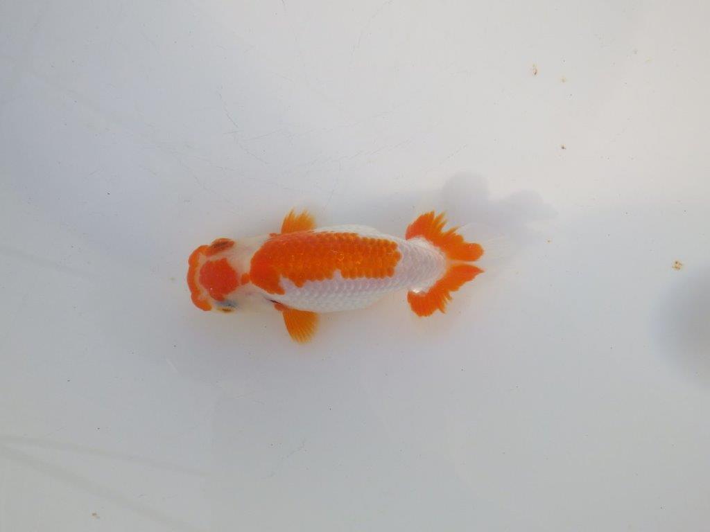 【 岡山村上暢彦氏 系統魚】綺麗な柄で映える更紗当歳らんちゅう 約12㎝ 四ッ尾 二本舵 メス?