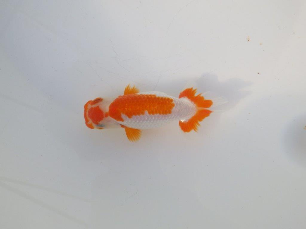 【 岡山村上暢彦氏 系統魚】綺麗な柄で映える更紗当歳らんちゅう 約12㎝ 四ッ尾 二本舵 メス?