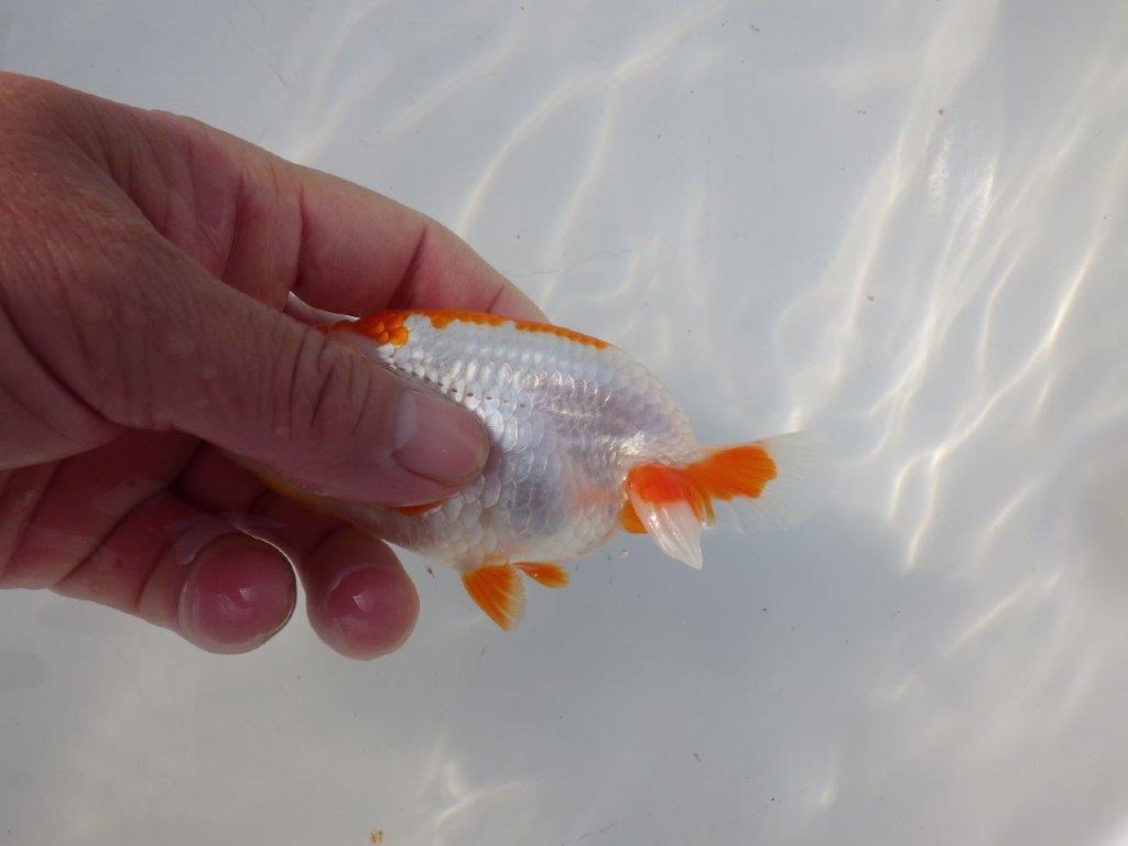 【 岡山村上暢彦氏 系統魚】綺麗な柄で映える更紗当歳らんちゅう 約12㎝ 四ッ尾 二本舵 メス?