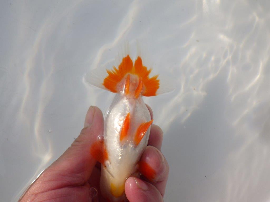 【 岡山村上暢彦氏 系統魚】綺麗な柄で映える更紗当歳らんちゅう 約12㎝ 四ッ尾 二本舵 メス?