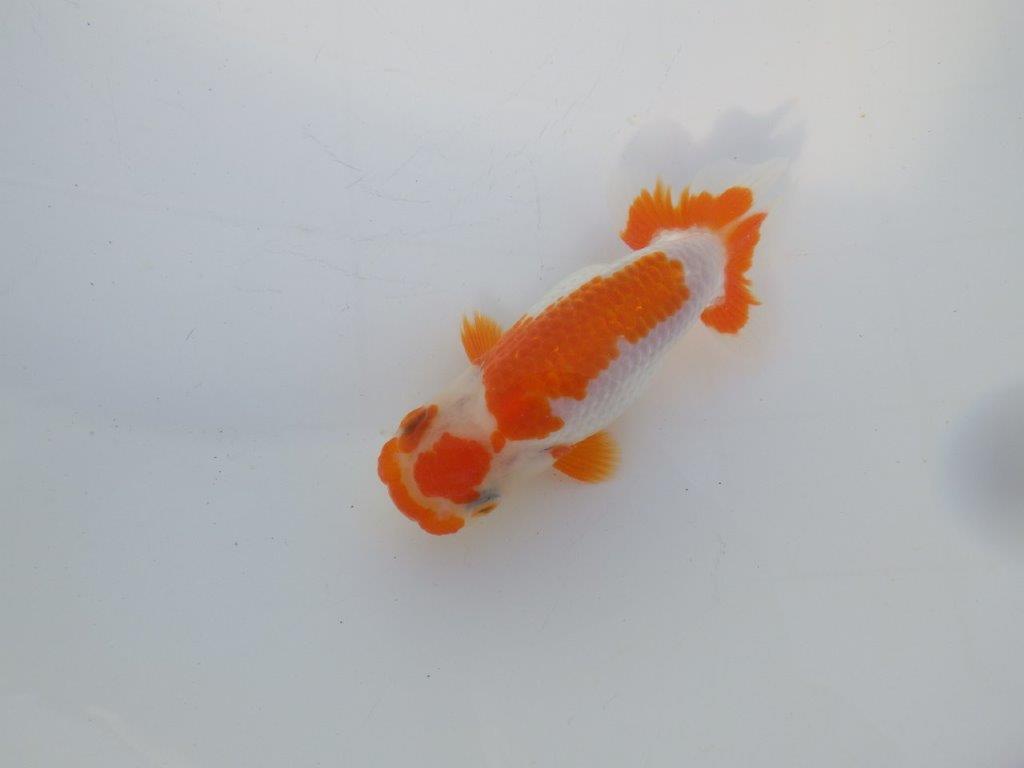 【 岡山村上暢彦氏 系統魚】綺麗な柄で映える更紗当歳らんちゅう 約12㎝ 四ッ尾 二本舵 メス?