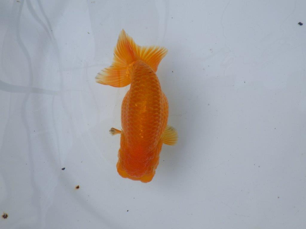 【愛知 小早川義幸氏　当歳らんちゅう 】丸みのある綺麗な背のラインが映える　約12,5cm メス？