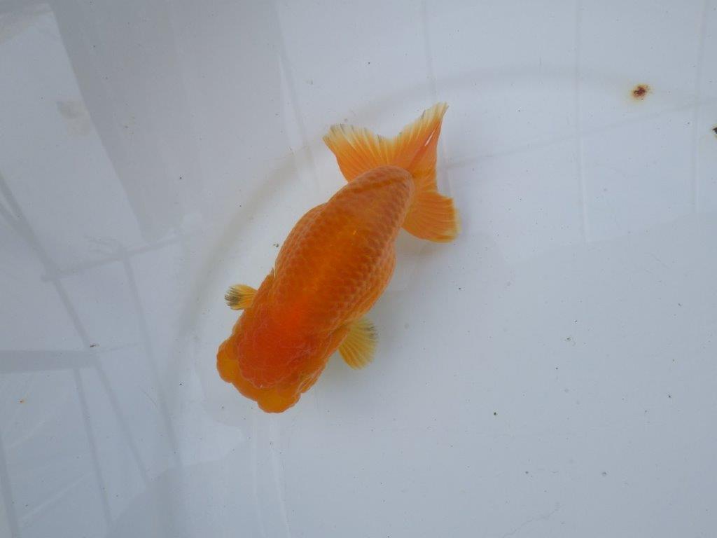 【愛知 小早川義幸氏　当歳らんちゅう 】丸みのある綺麗な背のラインが映える　約12,5cm メス？