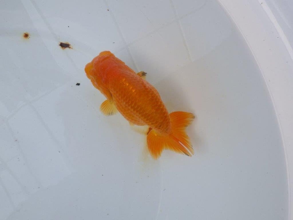 【愛知 小早川義幸氏　当歳らんちゅう 】丸みのある綺麗な背のラインが映える　約12,5cm メス？