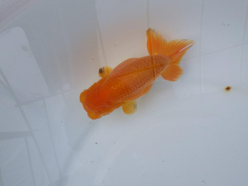 【愛知 小早川義幸氏　当歳らんちゅう 】丸みのある綺麗な背のラインが映える　約12,5cm メス？