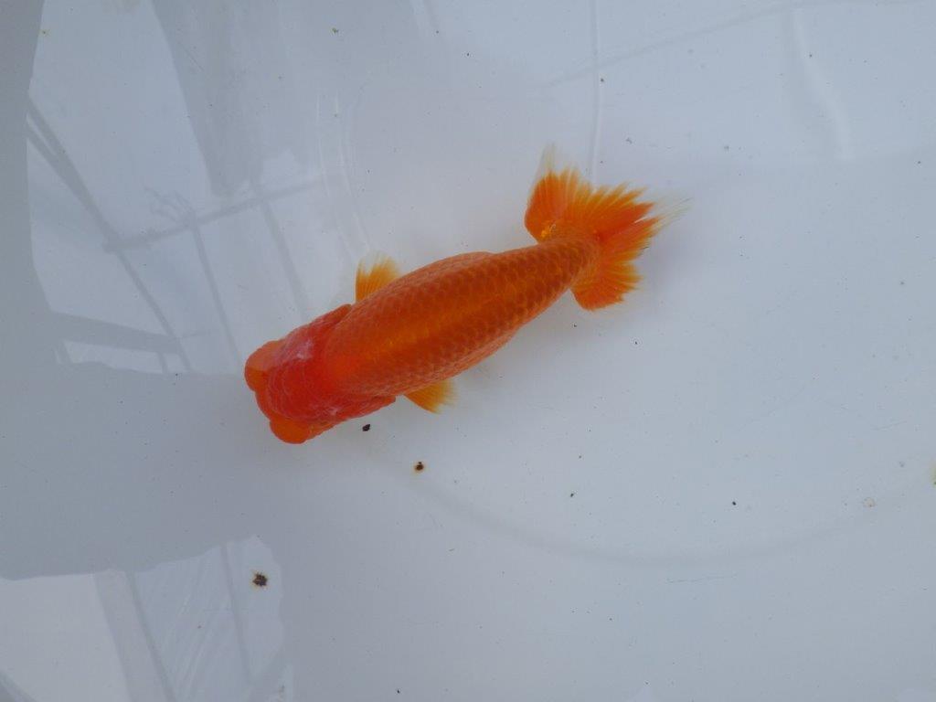 【愛知 小早川義幸氏　当歳らんちゅう 】系統的に種にもお勧め！　約13,5cm オス？