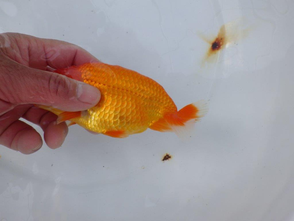 【愛知 小早川義幸氏　当歳らんちゅう 】系統的に種にもお勧め！　約13,5cm オス？