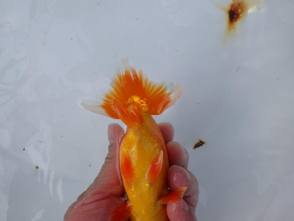 【愛知 小早川義幸氏　当歳らんちゅう 】系統的に種にもお勧め！　約13,5cm オス？