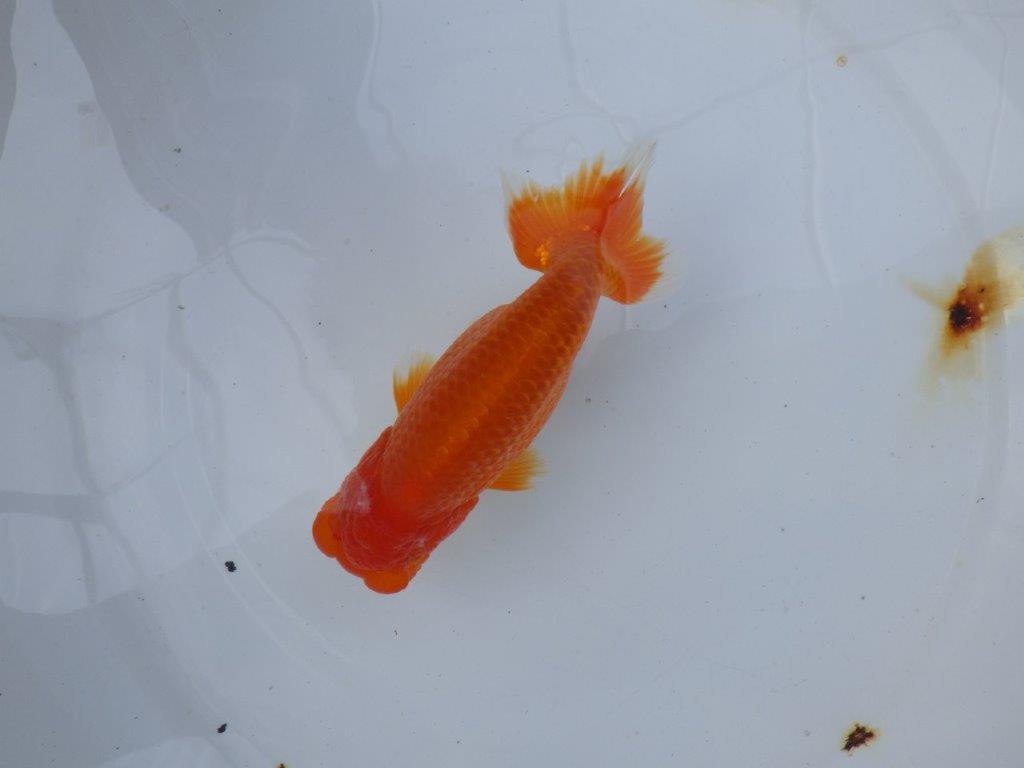 【愛知 小早川義幸氏　当歳らんちゅう 】系統的に種にもお勧め！　約13,5cm オス？