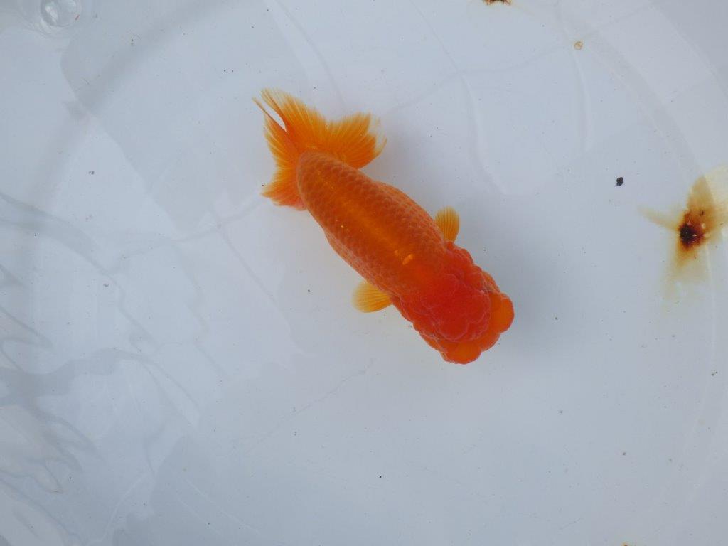 【愛知 小早川義幸氏　当歳らんちゅう 】頭が大きく目幅もあり種にもお勧め！　約13cm メス？