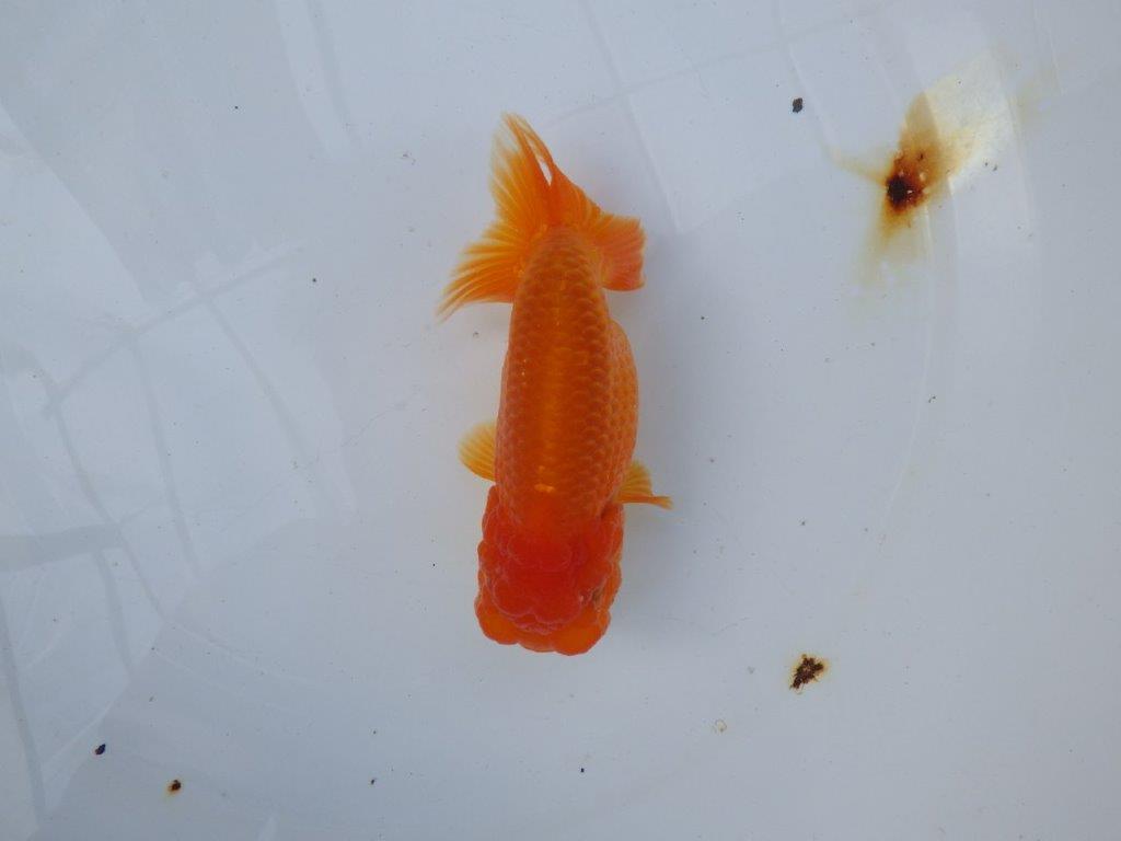 【愛知 小早川義幸氏　当歳らんちゅう 】頭が大きく目幅もあり種にもお勧め！　約13cm メス？