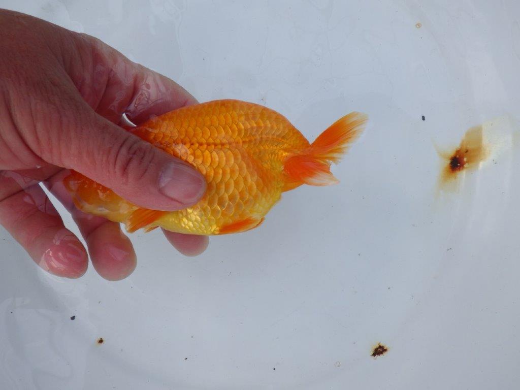 【愛知 小早川義幸氏　当歳らんちゅう 】頭が大きく目幅もあり種にもお勧め！　約13cm メス？