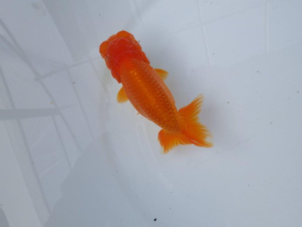 【愛知 小早川義幸氏　当歳らんちゅう 】頭が大きく目幅もあり種にもお勧め！　約13cm メス？