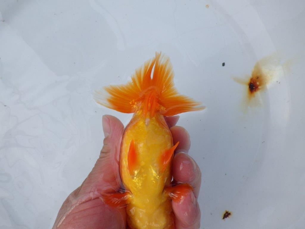 【愛知 小早川義幸氏　当歳らんちゅう 】頭が大きく目幅もあり種にもお勧め！　約13cm メス？