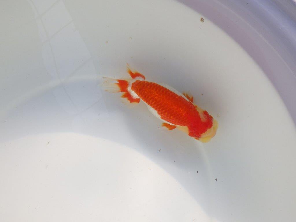 【愛知 小早川義幸氏 当歳らんちゅう 】色つやが良く綺麗な更紗 約15cm メス?