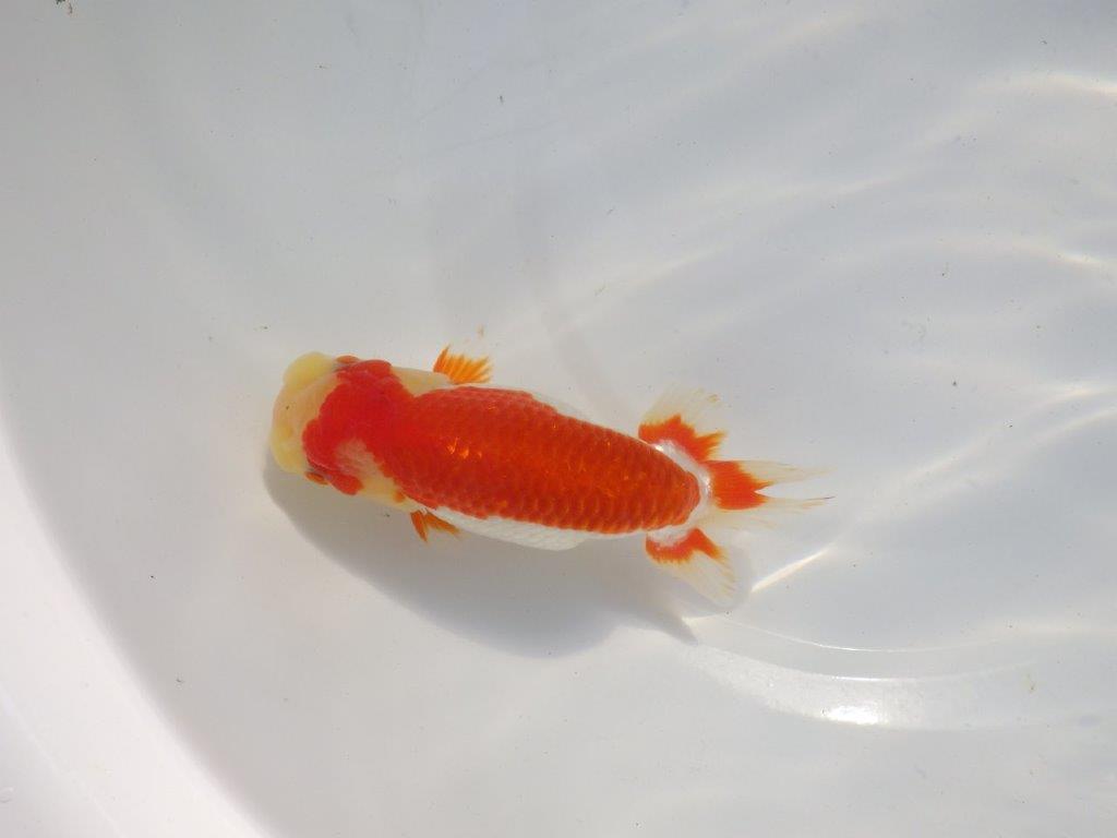 【愛知 小早川義幸氏 当歳らんちゅう 】色つやが良く綺麗な更紗 約15cm メス?