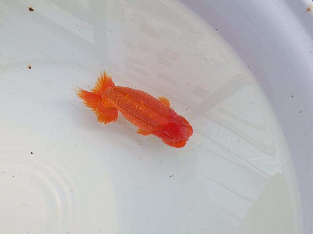 【愛知 小早川義幸氏　当歳らんちゅう 】雰囲気の良いらんちゅう　約12,5cm オス？