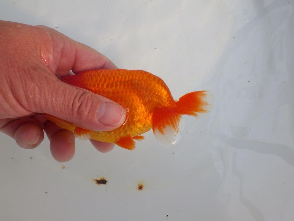 【愛知 小早川義幸氏　当歳らんちゅう 】雰囲気の良いらんちゅう　約12,5cm オス？