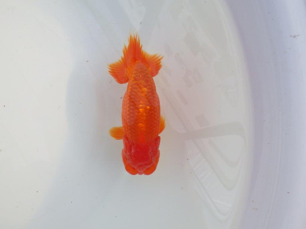 【愛知 小早川義幸氏　当歳らんちゅう 】雰囲気の良いらんちゅう　約12,5cm オス？