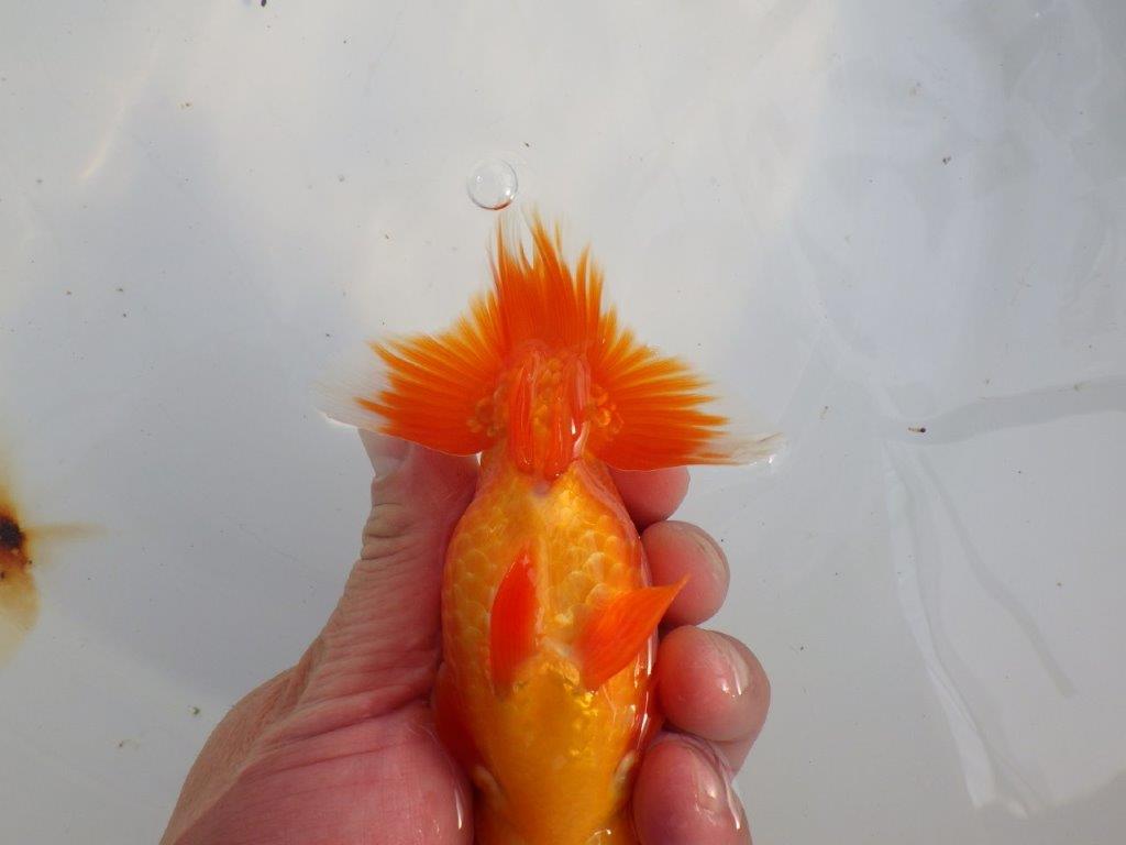 【愛知 小早川義幸氏　当歳らんちゅう 】雰囲気の良いらんちゅう　約12,5cm オス？