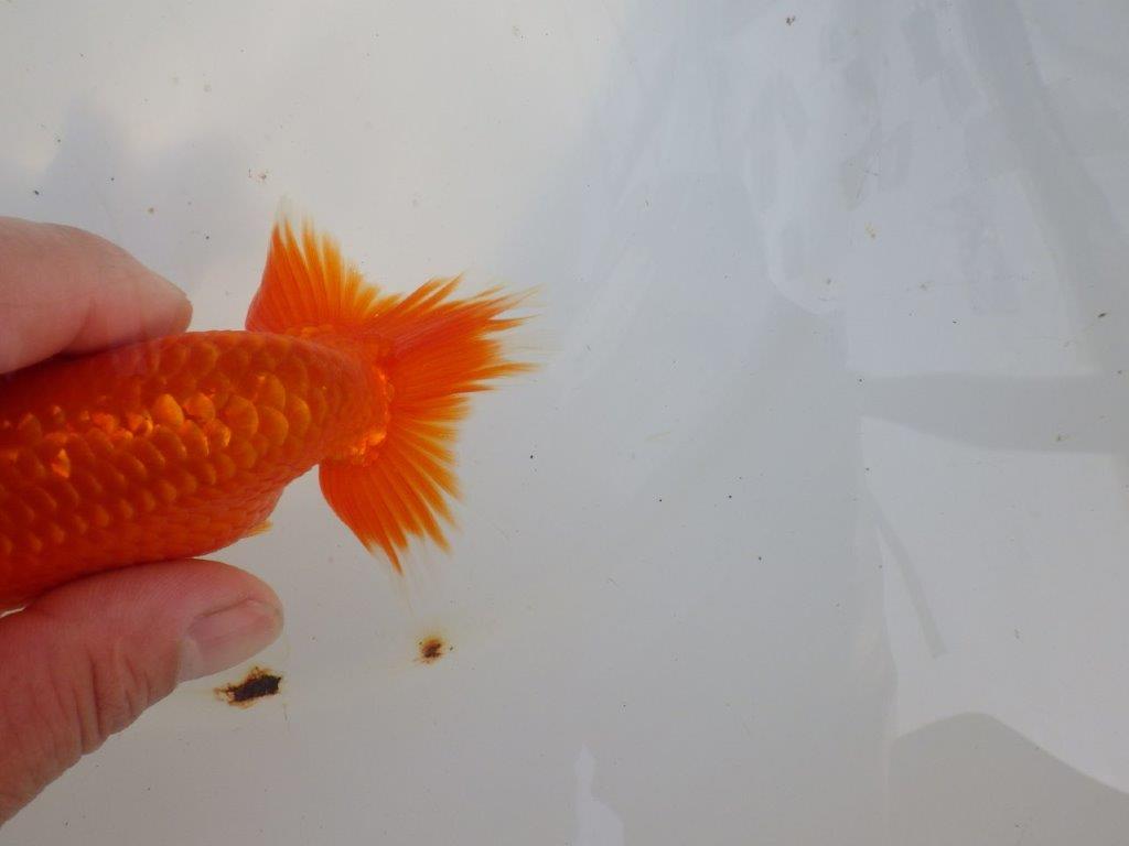 【愛知 小早川義幸氏　当歳らんちゅう 】雰囲気の良いらんちゅう　約12,5cm オス？