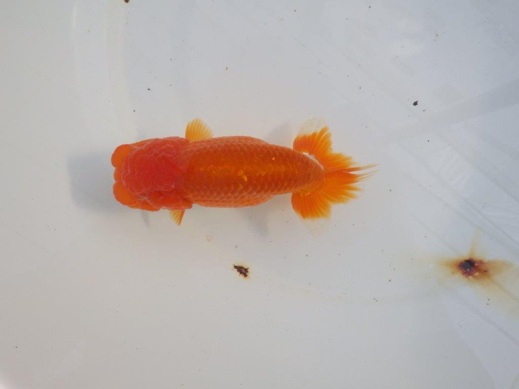 【愛知 小早川義幸氏　当歳らんちゅう 】水槽で映える更紗らんちゅう　約14cm メス？