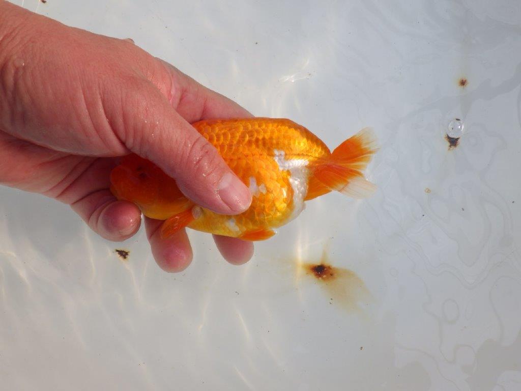 【愛知 小早川義幸氏　当歳らんちゅう 】水槽で映える更紗らんちゅう　約14cm メス？