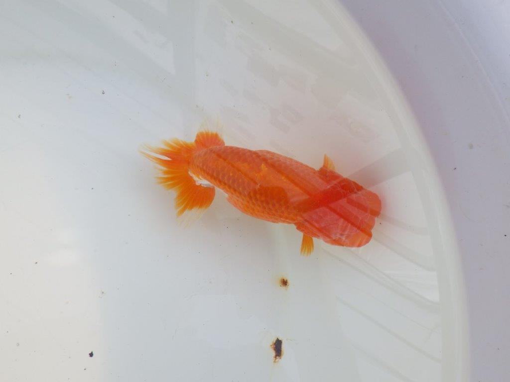 【愛知 小早川義幸氏　当歳らんちゅう 】水槽で映える更紗らんちゅう　約14cm メス？