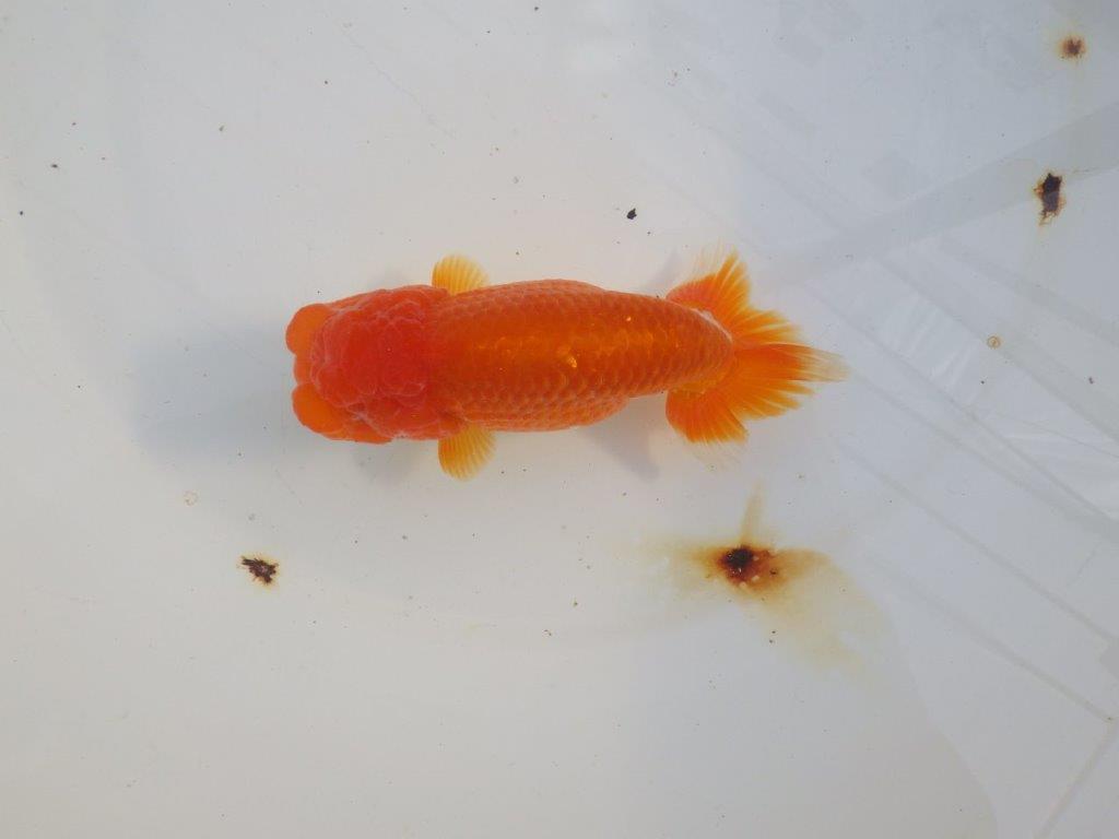 【愛知 小早川義幸氏　当歳らんちゅう 】水槽で映える更紗らんちゅう　約14cm メス？の上身