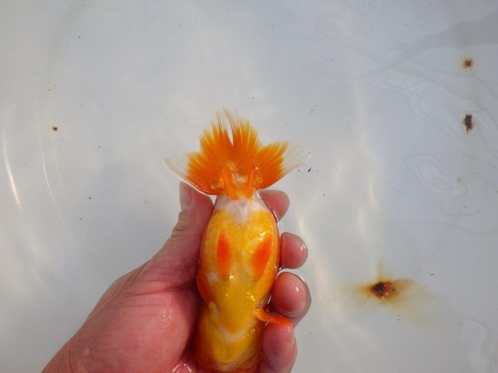 【愛知 小早川義幸氏　当歳らんちゅう 】水槽で映える更紗らんちゅう　約14cm メス？