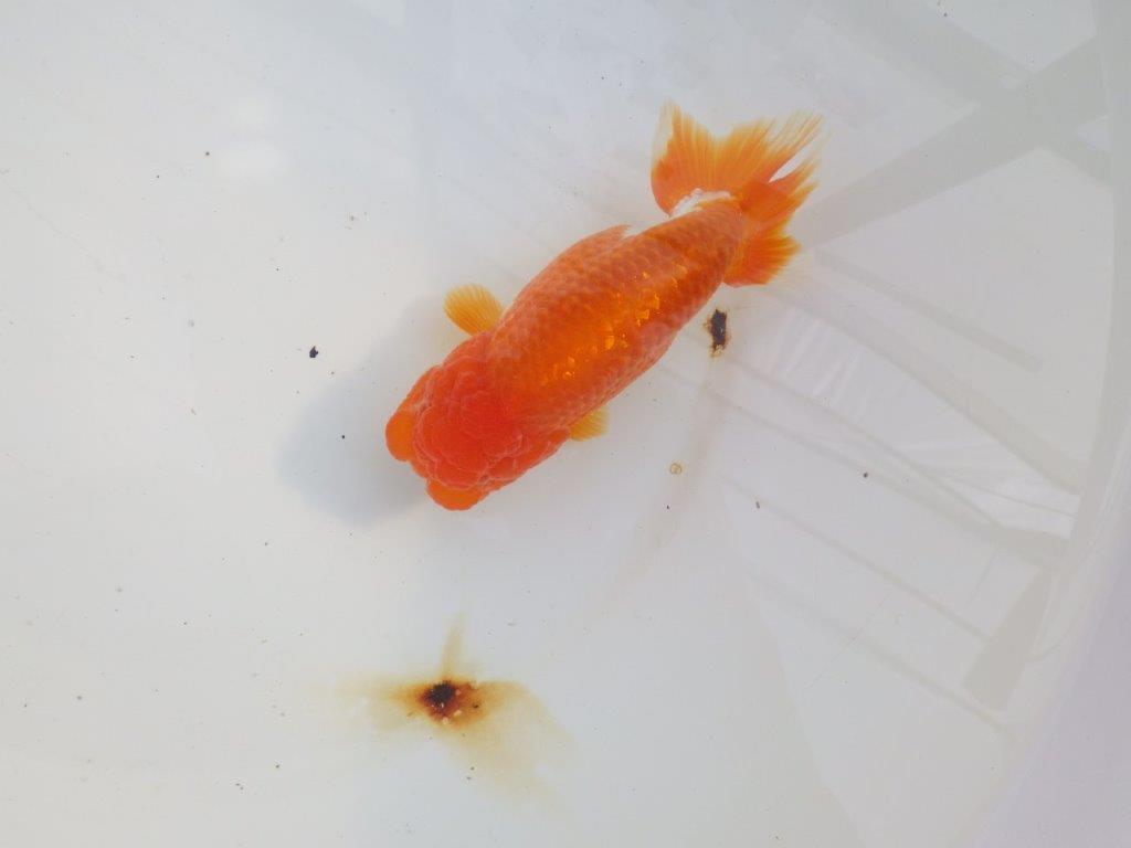 【愛知 小早川義幸氏　当歳らんちゅう 】水槽で映える更紗らんちゅう　約14cm メス？