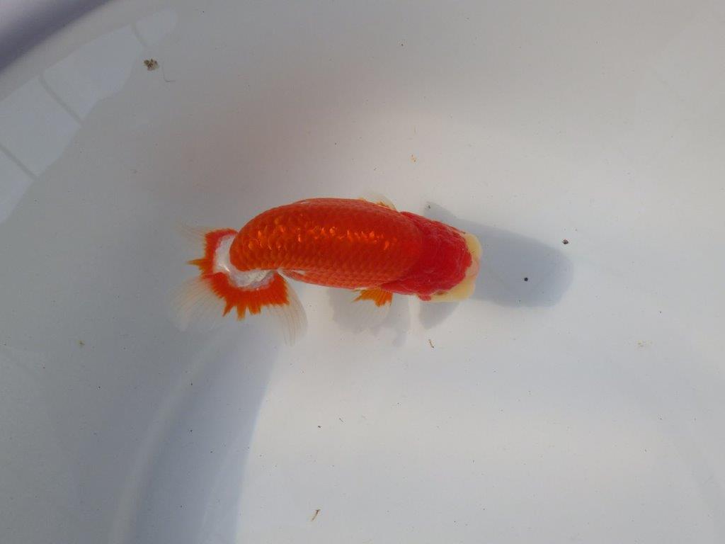 【愛知 小早川義幸氏 当歳らんちゅう 】種にもお勧めしたい更紗らんちゅう 約13,5cm オス?