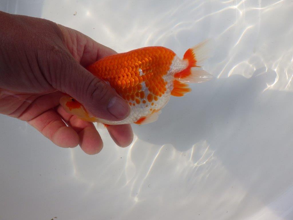 【愛知 小早川義幸氏 当歳らんちゅう 】種にもお勧めしたい更紗らんちゅう 約13,5cm オス?