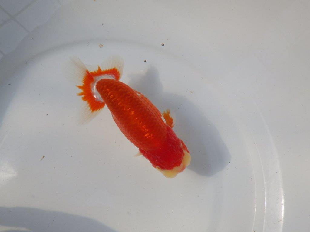 【愛知 小早川義幸氏 当歳らんちゅう 】種にもお勧めしたい更紗らんちゅう 約13,5cm オス?