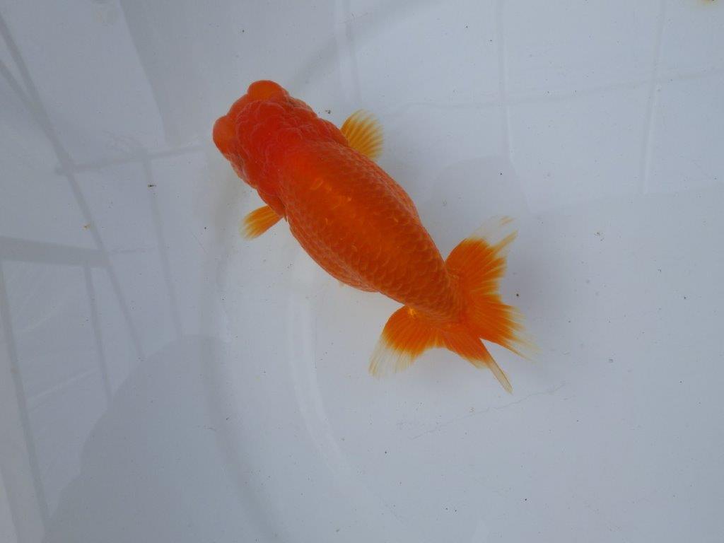 【愛知 小早川義幸氏 当歳らんちゅう 】弐歳に向けて面白い?らんちゅう 約13,5cm メス?