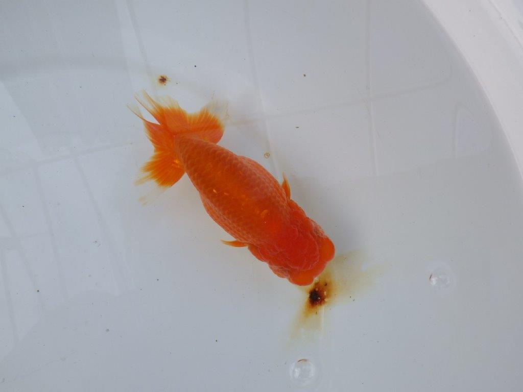 【愛知 小早川義幸氏 当歳らんちゅう 】弐歳に向けて面白い?らんちゅう 約13,5cm メス?