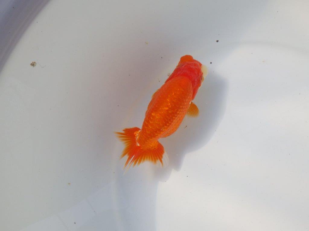 【愛知 小早川義幸氏　当歳らんちゅう 】素晴らしいフンタンでご鑑賞お勧め　約13,5cm メス？