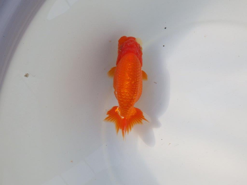 【愛知 小早川義幸氏　当歳らんちゅう 】素晴らしいフンタンでご鑑賞お勧め　約13,5cm メス？