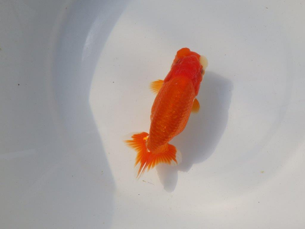 【愛知 小早川義幸氏　当歳らんちゅう 】素晴らしいフンタンでご鑑賞お勧め　約13,5cm メス？