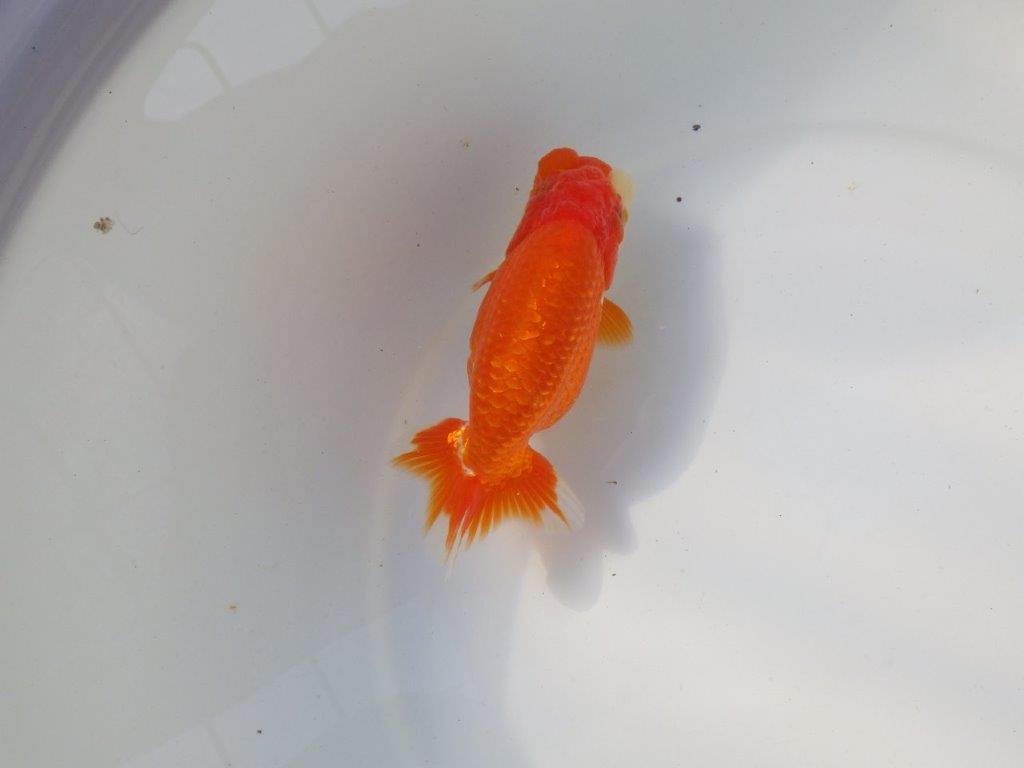 【愛知 小早川義幸氏　当歳らんちゅう 】素晴らしいフンタンでご鑑賞お勧め　約13,5cm メス？