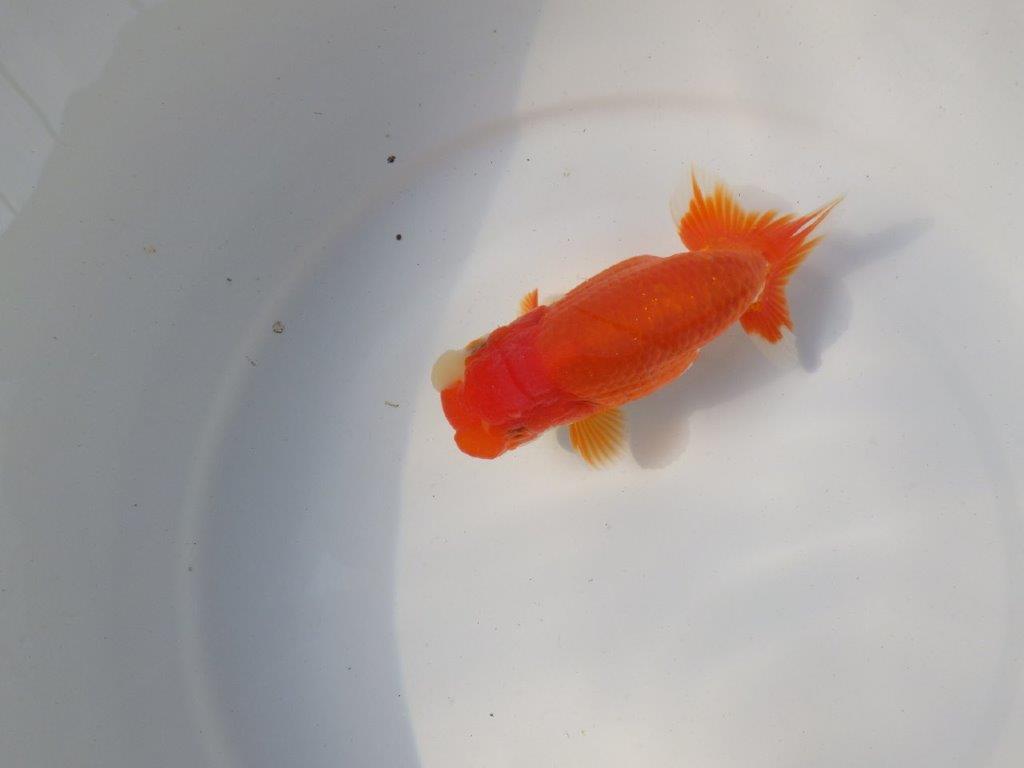 【愛知 小早川義幸氏　当歳らんちゅう 】素晴らしいフンタンでご鑑賞お勧め　約13,5cm メス？